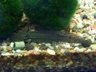 db Axolotl1